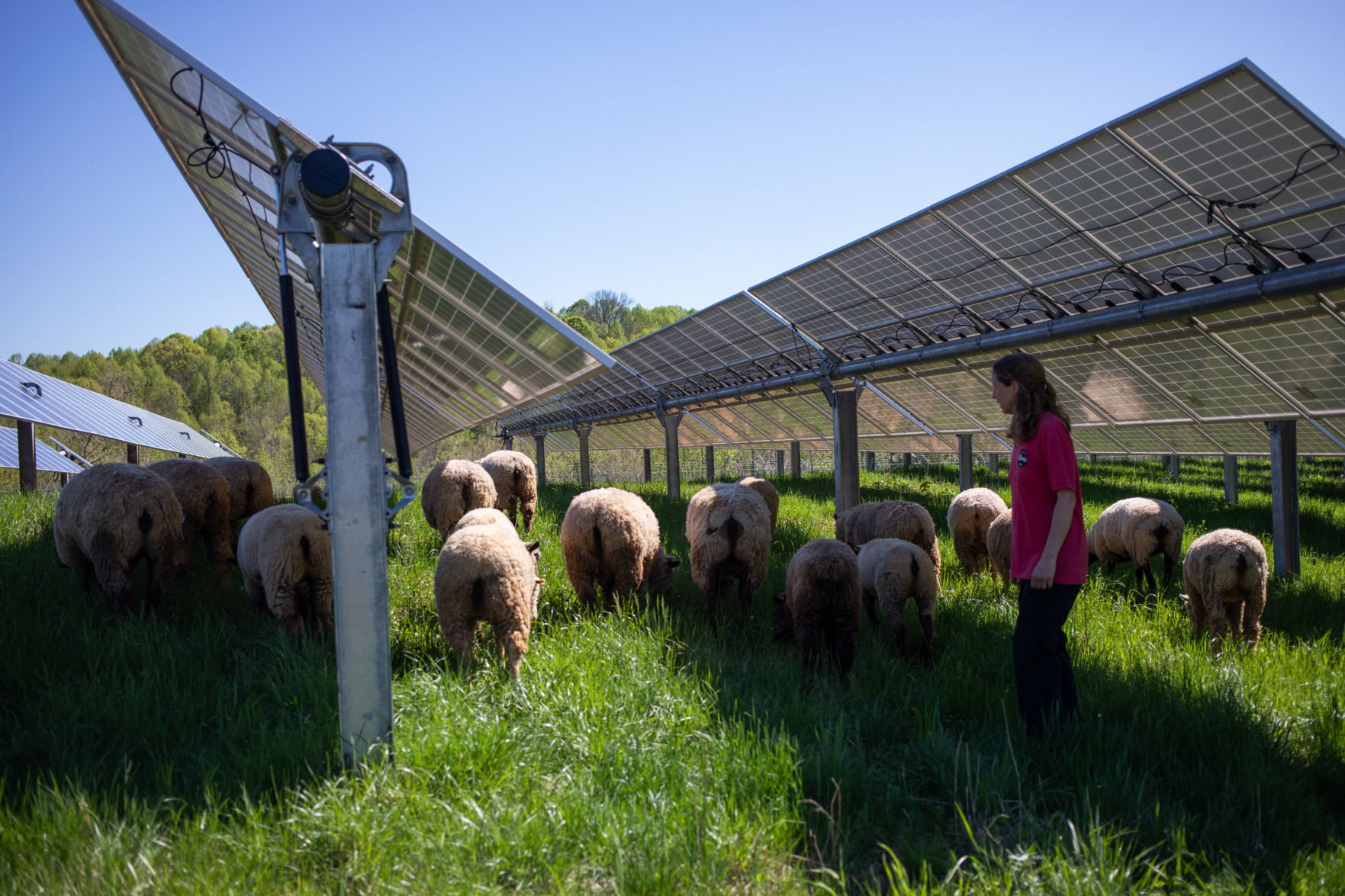 Sheep Farm_07.jpg